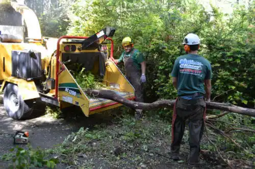 tree services Waynesville